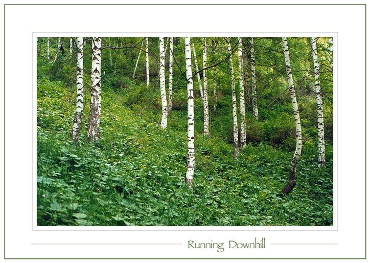 photo "Running Downhill" tags: landscape, forest
