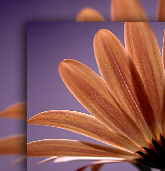 фото "Osteospermum" метки: природа, макро и крупный план, цветы