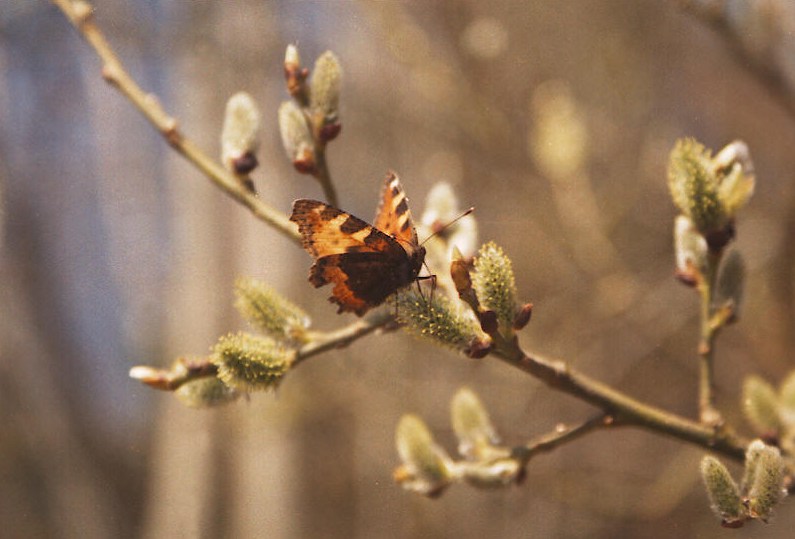 photo "Day with Big Letter" tags: nature, insect, wild animals
