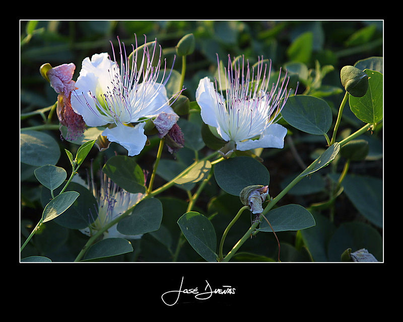 photo "(Capparis spinosa L.)" tags: nature, flowers