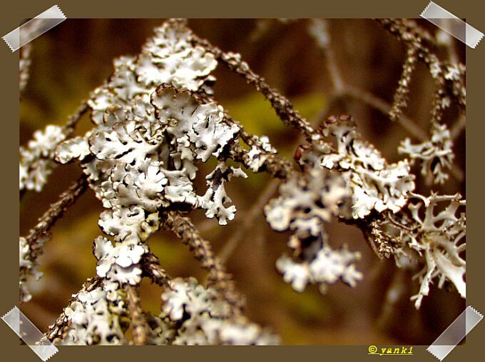 photo "White" tags: macro and close-up, 