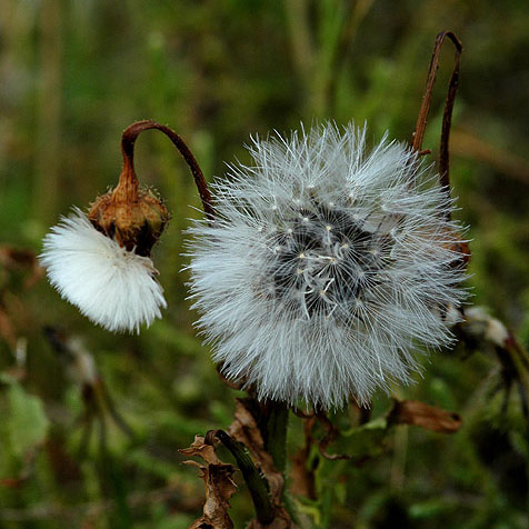 photo "My Head !" tags: nature, flowers