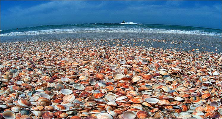 photo "Coast of the Sea" tags: landscape, summer