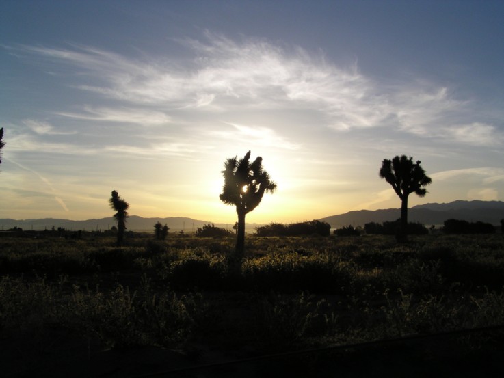 photo "joshua tree" tags: nature, flowers