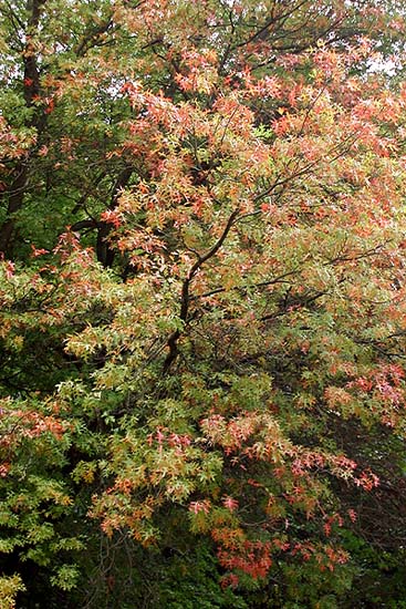 photo "* Autumn colors*" tags: travel, nature, Europe, flowers