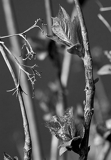 photo "Dead and Life- Gray" tags: nature, black&white, flowers