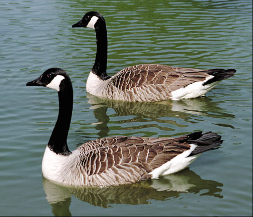 photo "2 grey gooses" tags: nature, travel, Europe, wild animals