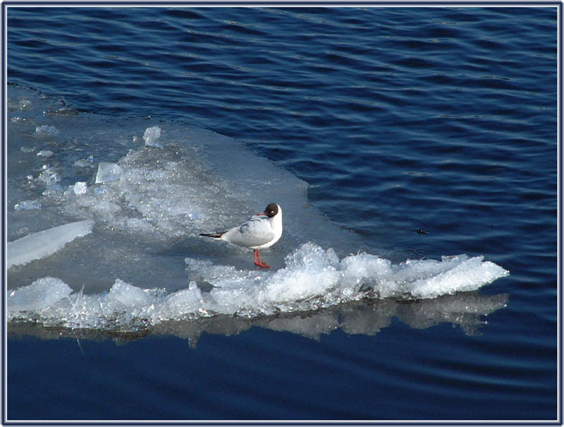 photo "Sea gull" tags: nature, wild animals