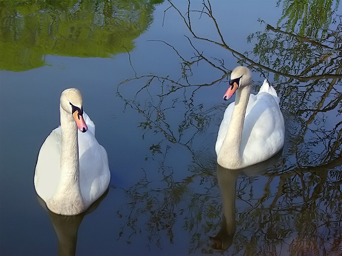 photo "Allegory of love" tags: nature, wild animals