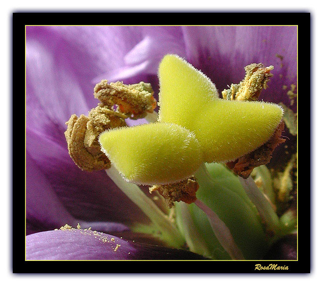 photo "Heart" tags: macro and close-up, 