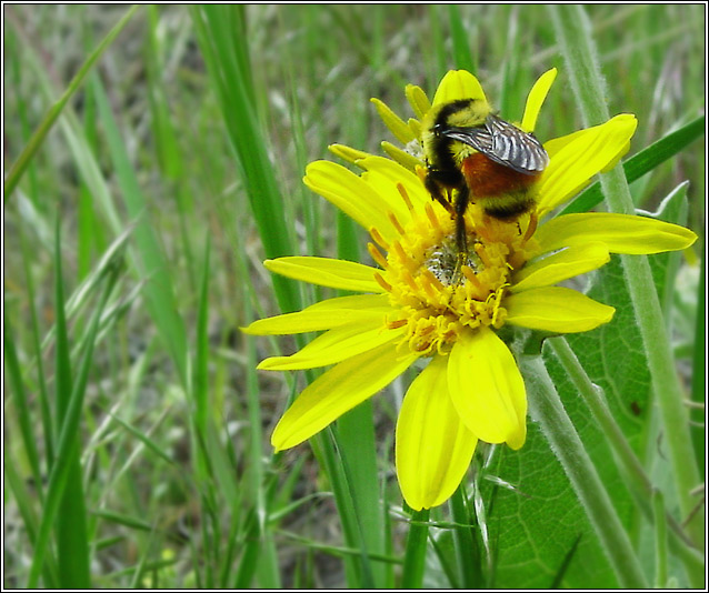 photo "Just a bee" tags: macro and close-up, nature, insect