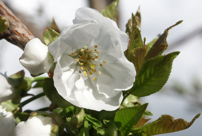 photo "cherry flower" tags: macro and close-up, nature, flowers