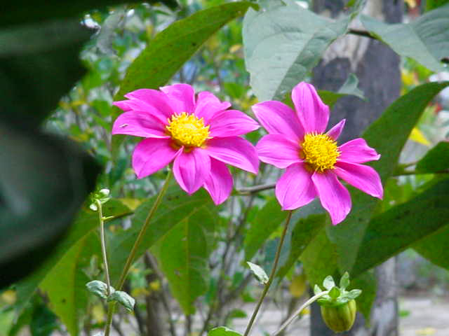 photo "Pink" tags: nature, flowers