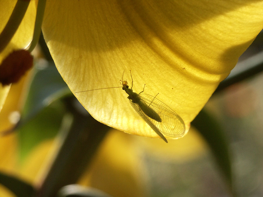 photo "little drop" tags: nature, insect