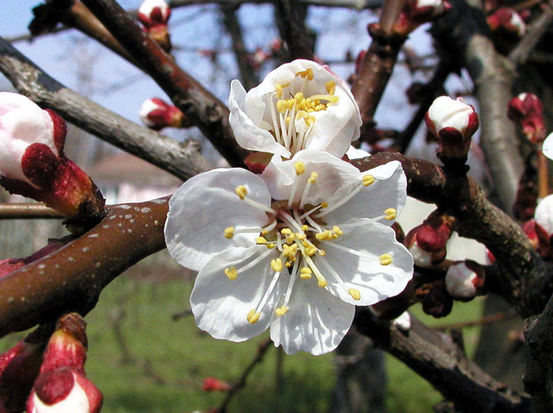 photo "Have waited spring" tags: nature, macro and close-up, flowers