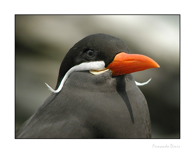 фото "Mustaches" метки: природа, дикие животные