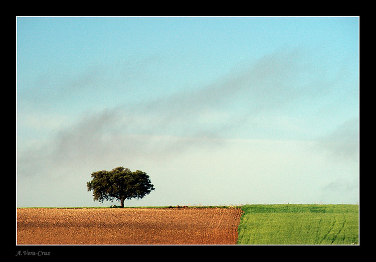 photo "Alentejo Contrasts" tags: landscape, 