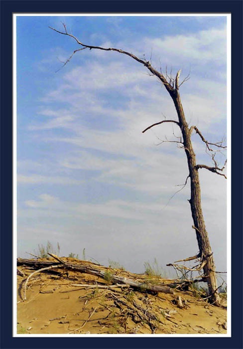 photo "a Dali tree" tags: landscape, 