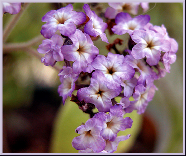 фото "Spring!" метки: макро и крупный план, природа, цветы