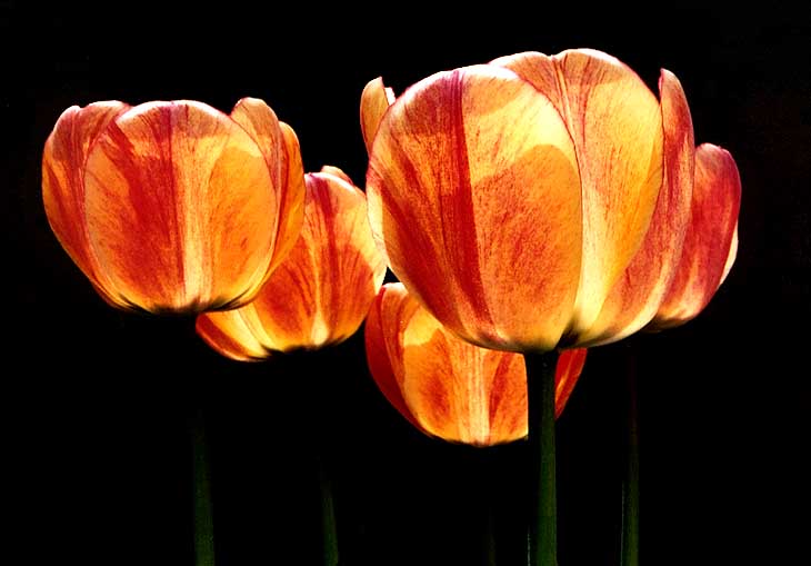 photo "Calixes" tags: nature, misc., flowers