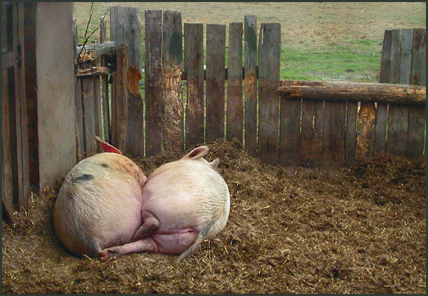 photo "Rural conversations...оn the other hand..." tags: nature, humor, pets/farm animals