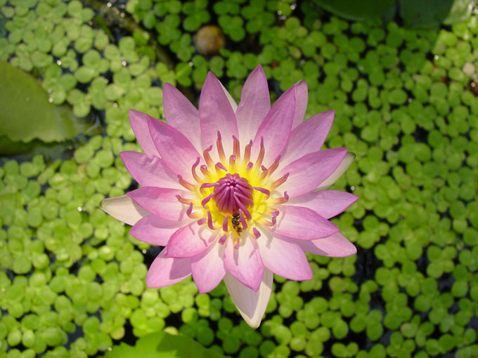 photo "Lotus" tags: nature, flowers
