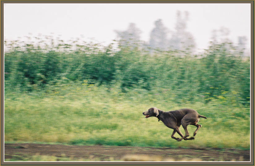 photo "To fly" tags: nature, landscape, pets/farm animals, water