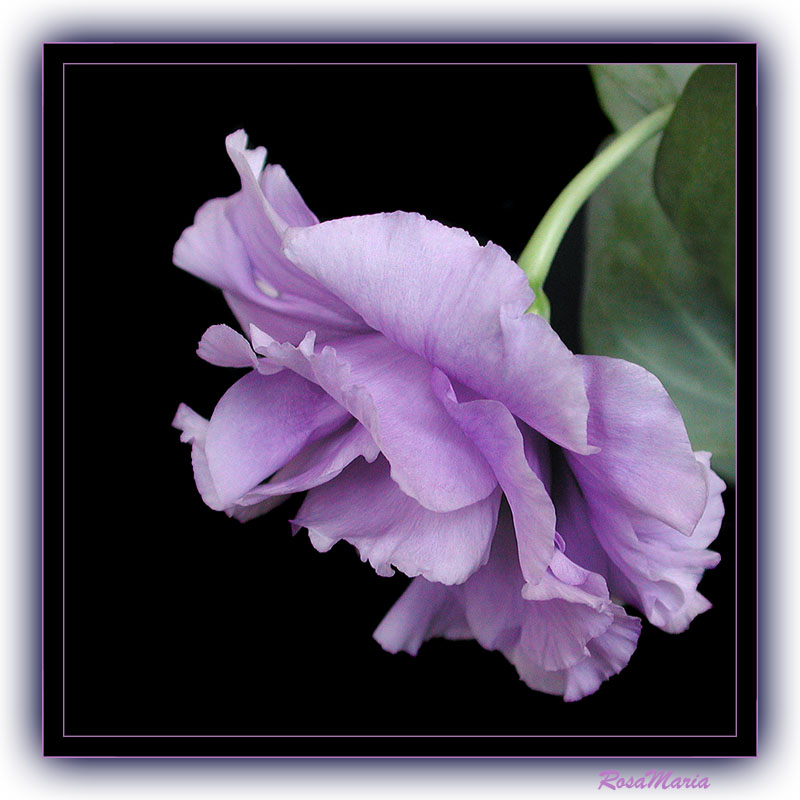 photo "Solitaire" tags: nature, flowers