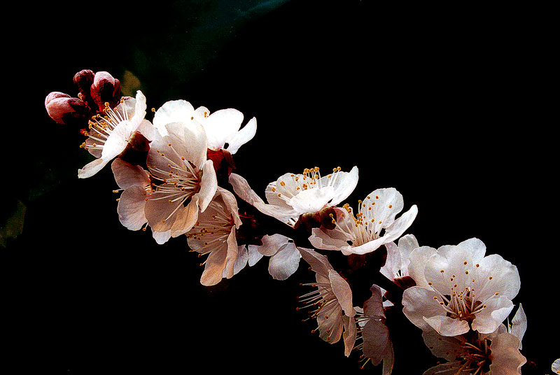 photo "Genlte Cherry Message" tags: macro and close-up, still life, 