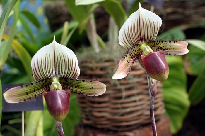 фото "Orquideas" метки: природа, цветы