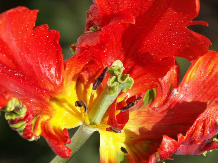 photo "the last tulip of my garden" tags: macro and close-up, nature, pets/farm animals