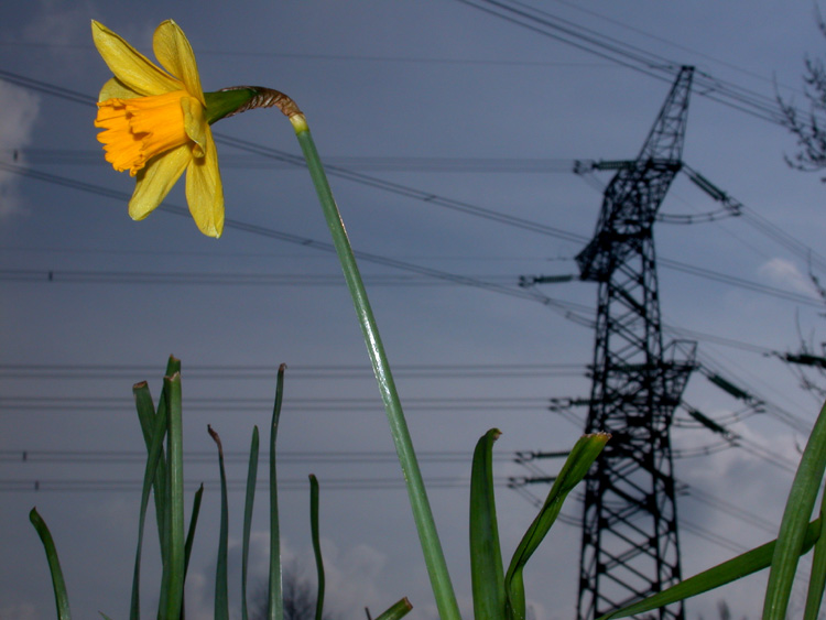 photo "Dutch Nature" tags: nature, flowers