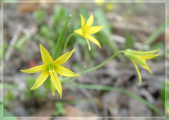 фото "желтенький скромный цветочек" метки: макро и крупный план, природа, цветы