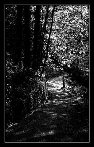 photo "Shadowland" tags: black&white, landscape, forest