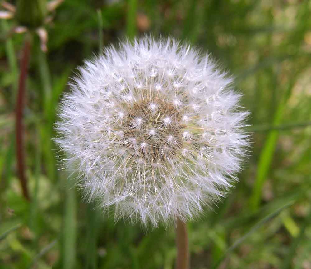 photo "Close up" tags: nature, flowers