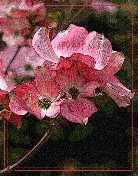 photo "*****" tags: nature, still life, flowers