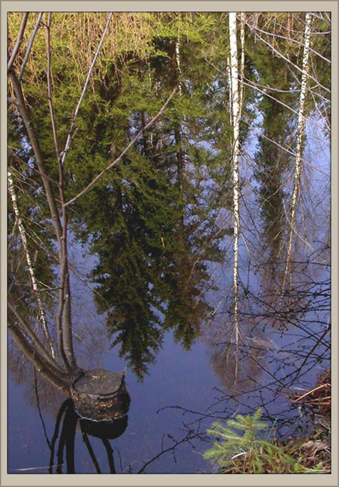 photo "Wood mirror" tags: nature, 