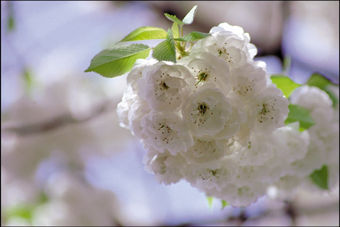 фото "Весеннее II" метки: природа, цветы