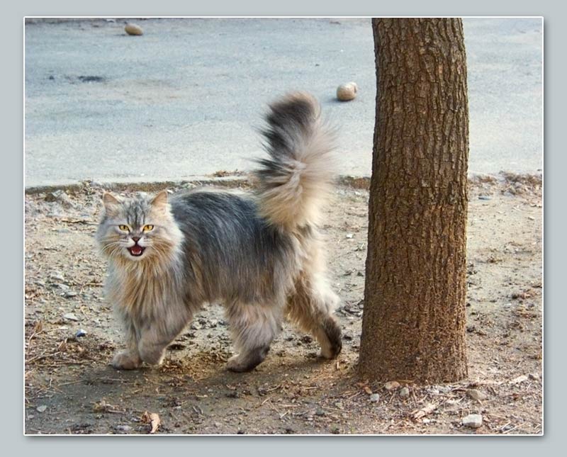 photo "Enemy territory" tags: nature, humor, pets/farm animals
