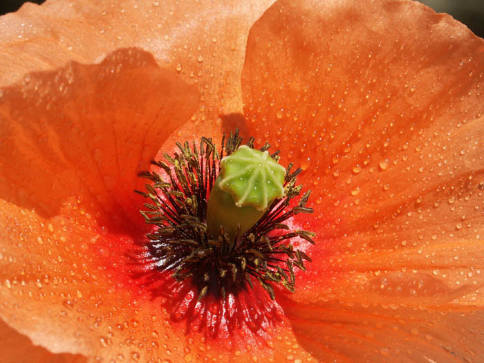 photo "wild poppy" tags: macro and close-up, nature, flowers