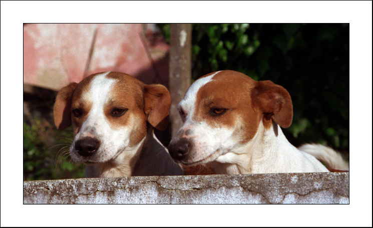 photo "Dogs" tags: nature, pets/farm animals
