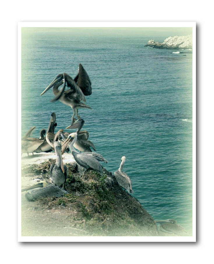 photo "Pelicans" tags: nature, landscape, water, wild animals