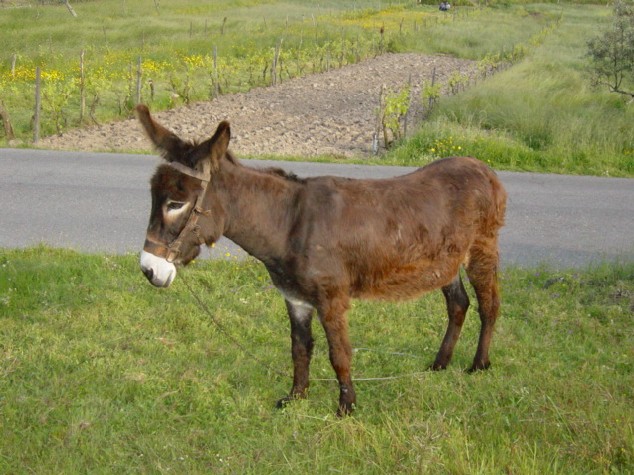 photo "Donkey" tags: nature, pets/farm animals