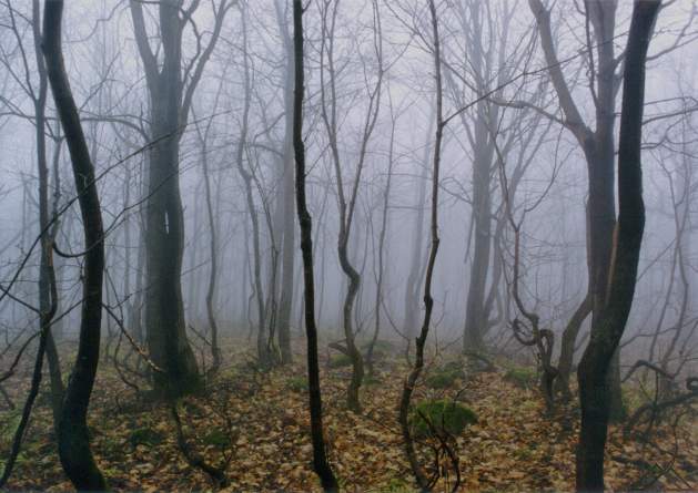 фото "ОСЕНЬ 97" метки: пейзаж, лес, осень