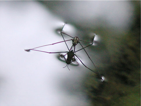 фото "водомерка" метки: природа, насекомое