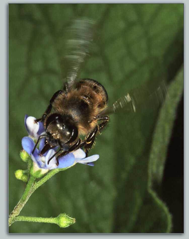 photo "Z-z-z-z…" tags: nature, macro and close-up, insect