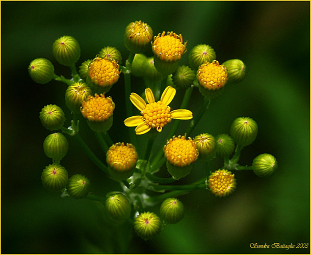 photo "Center of Attention" tags: nature, macro and close-up, flowers