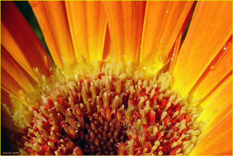 фото "Огненный цветок" метки: природа, макро и крупный план, цветы