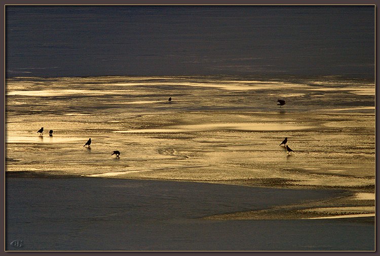 photo "Crows on Ice 1" tags: nature, 
