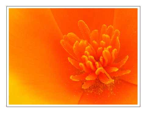 photo "Orange Flower" tags: nature, macro and close-up, flowers